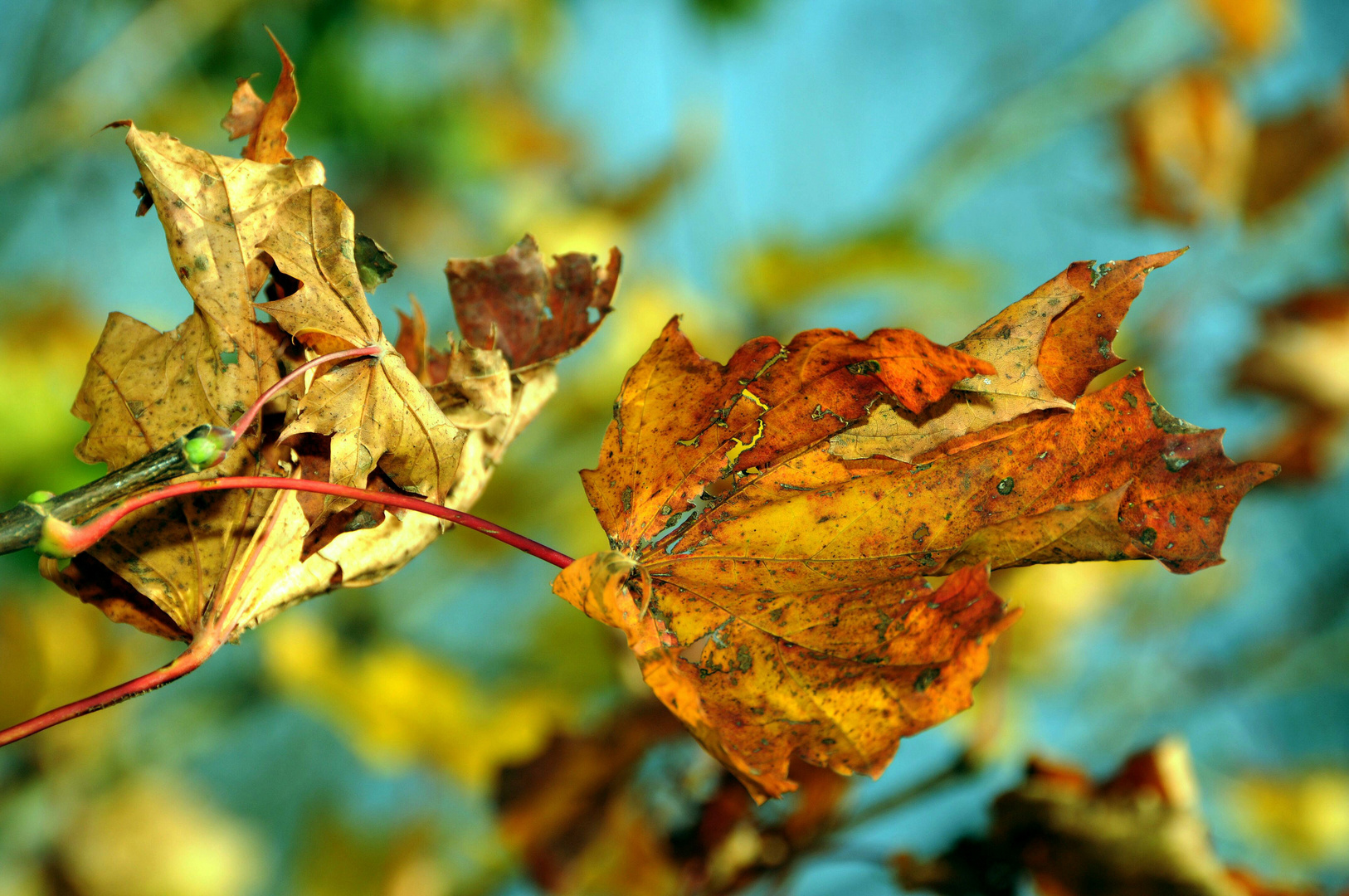 Herbstfarben