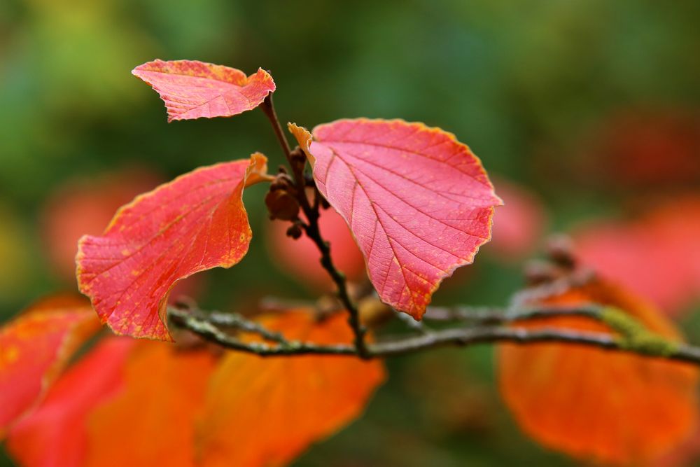 Herbstfarben