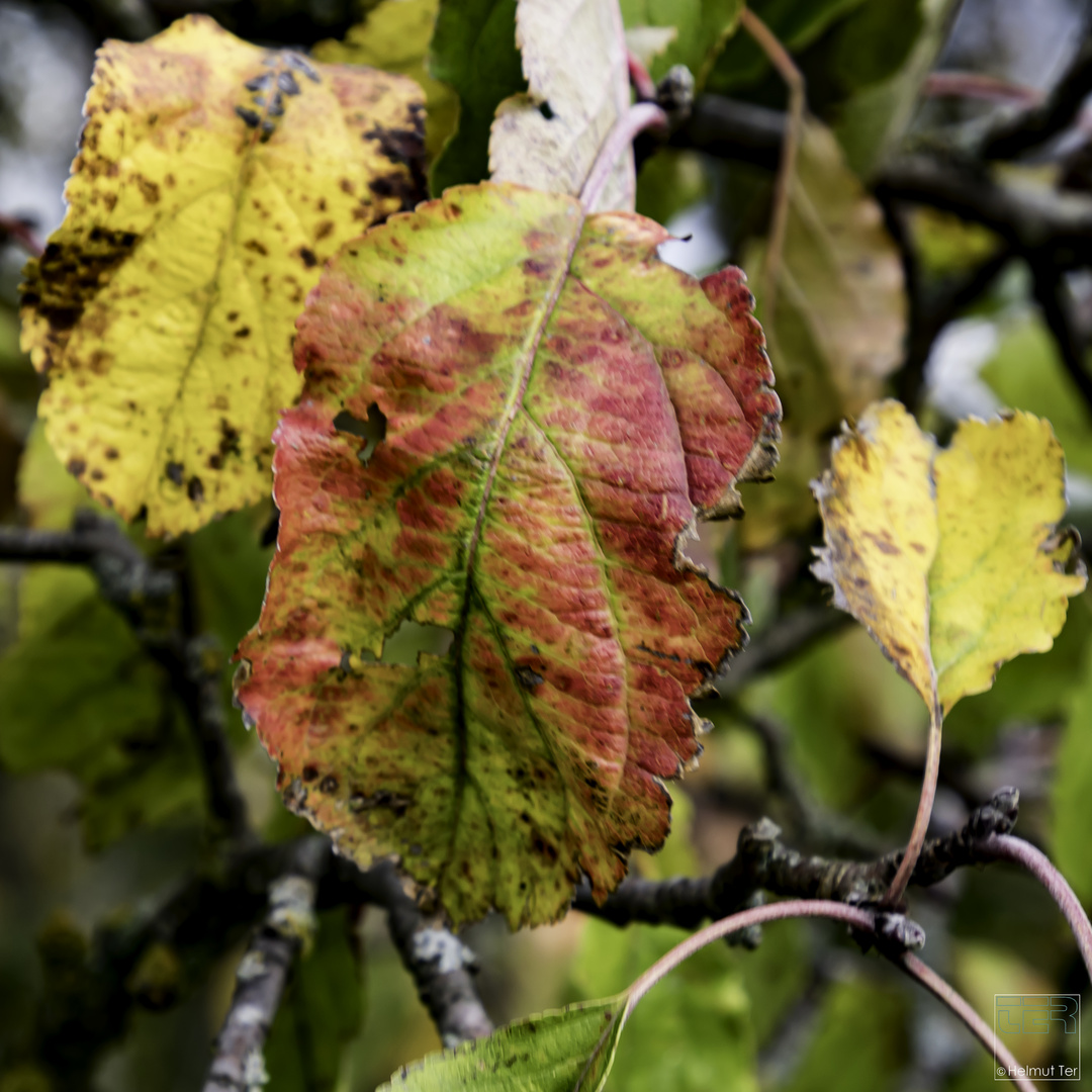 Herbstfarben