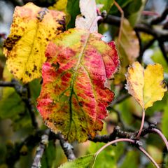 Herbstfarben