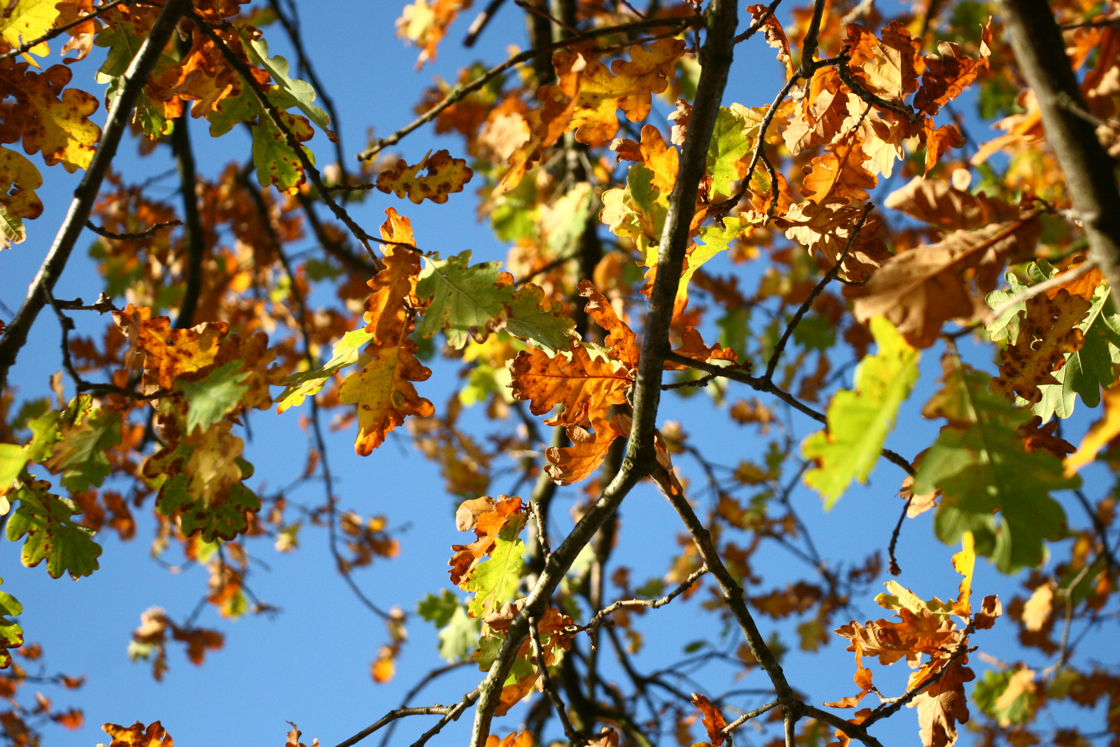 Herbstfarben