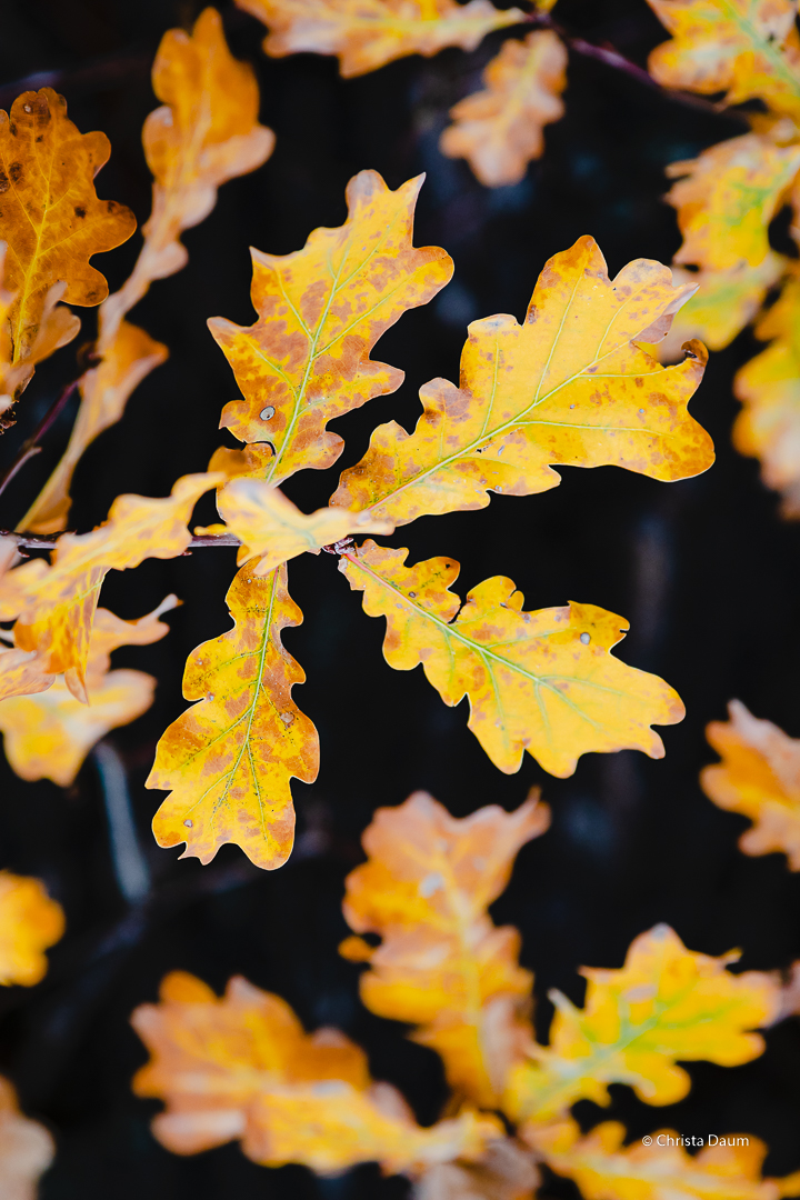 HerbstFarben