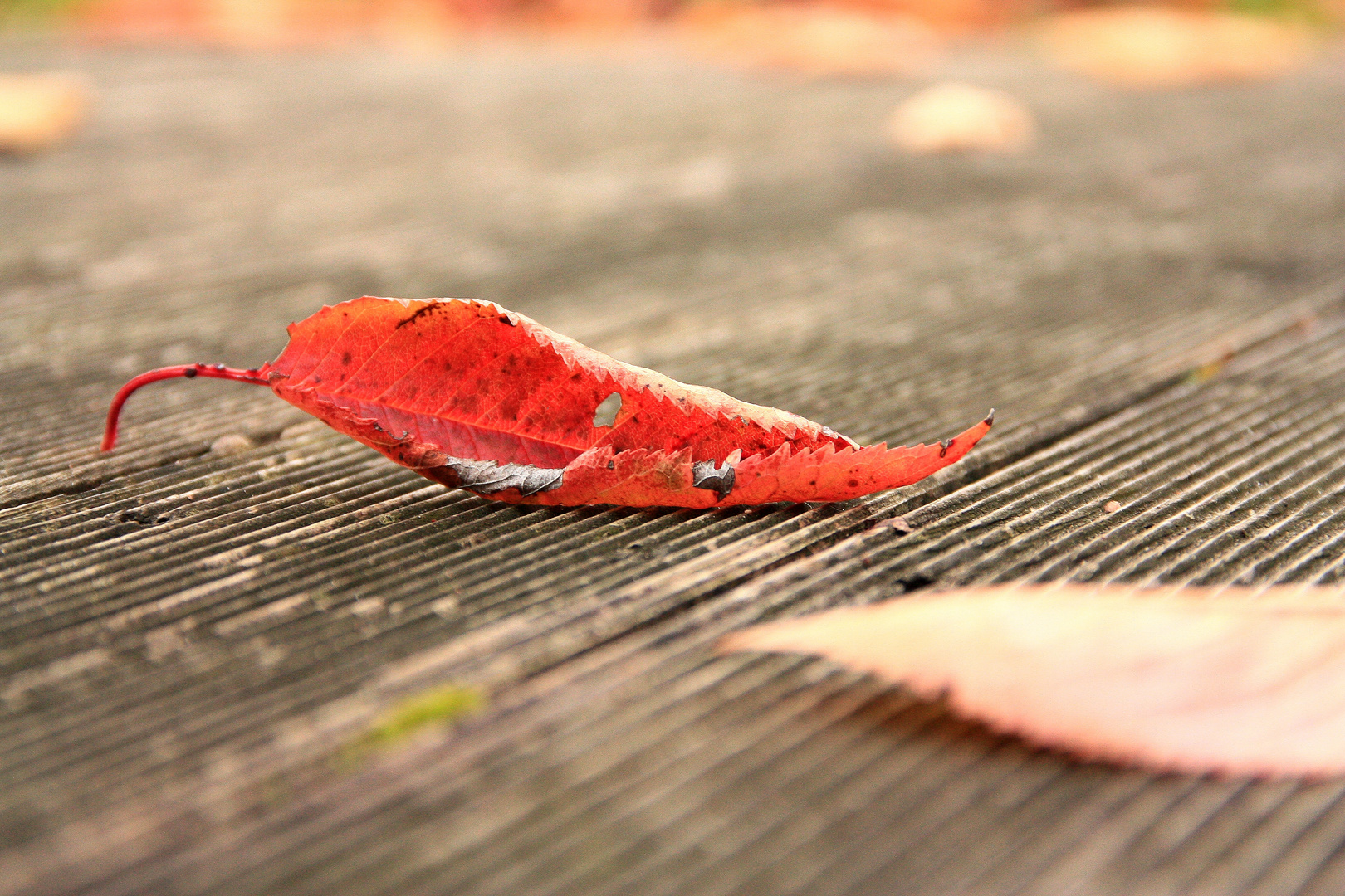 Herbstfarben