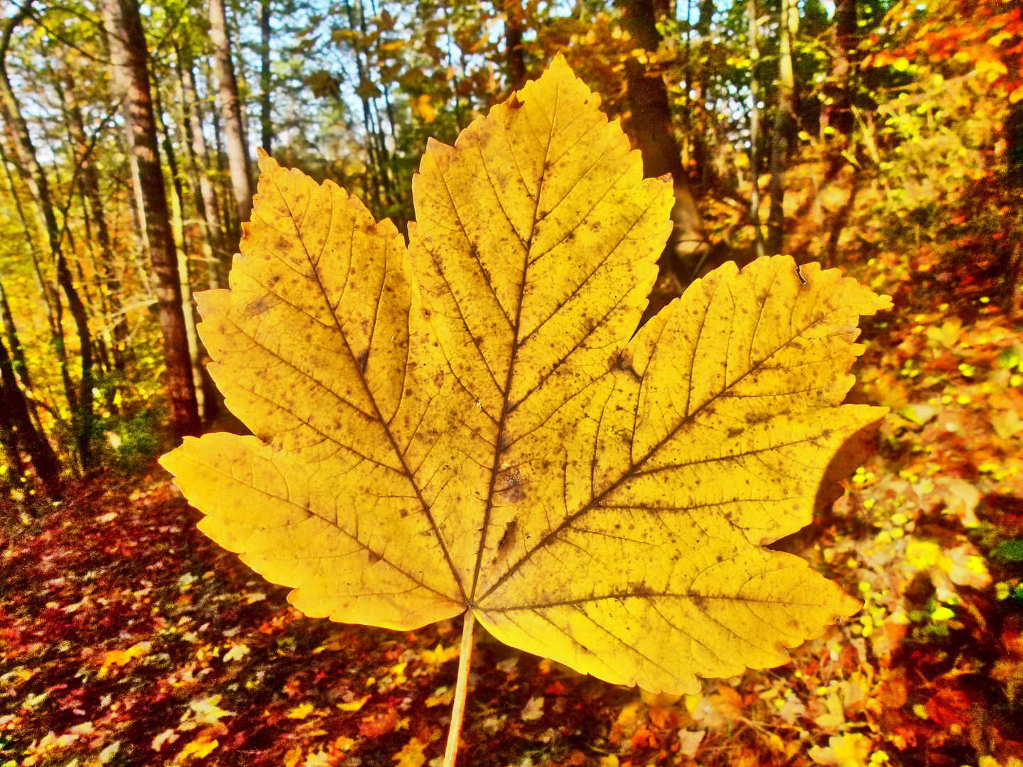 Herbstfarben