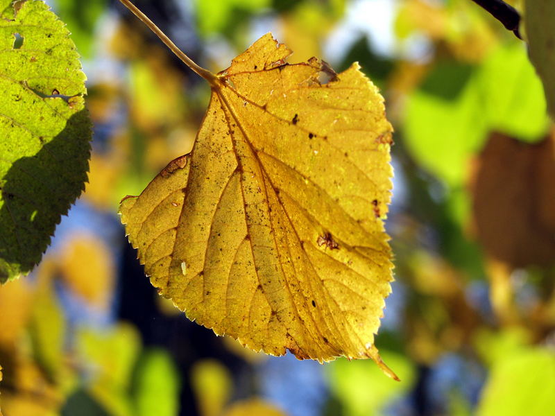 Herbstfarben