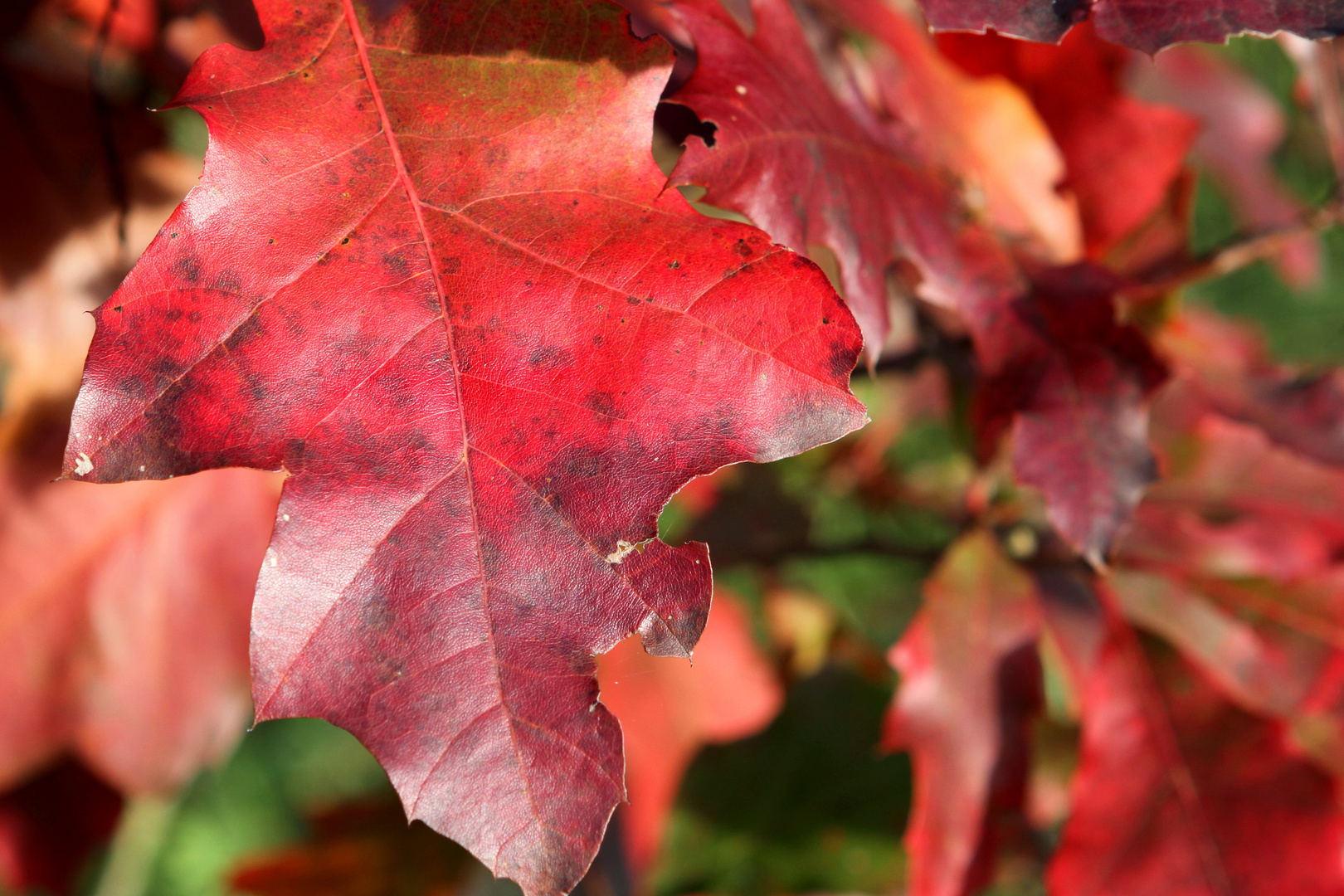 Herbstfarben