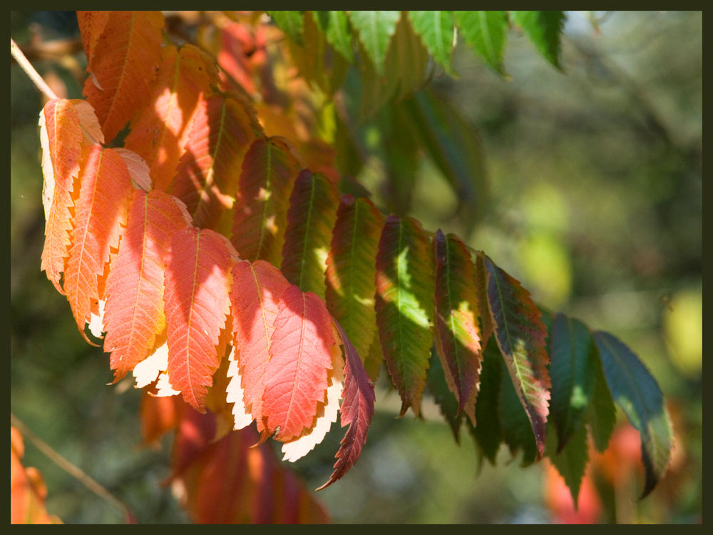 herbstfarben