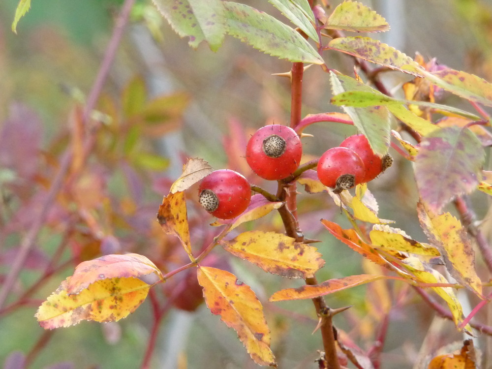 Herbstfarben