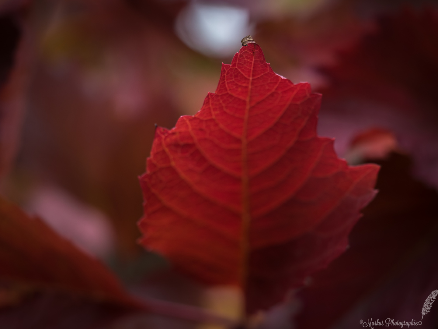 Herbstfarben...