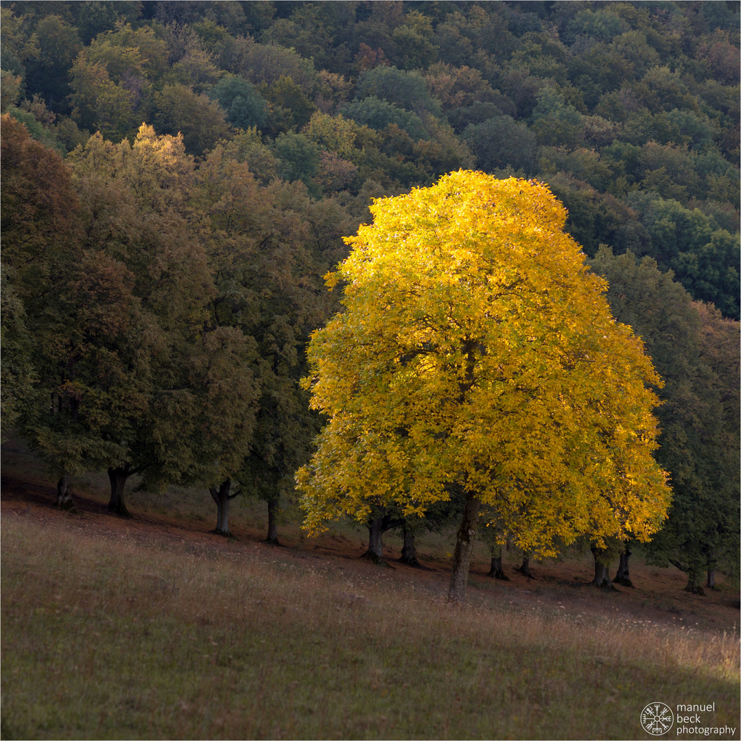 herbstfarben