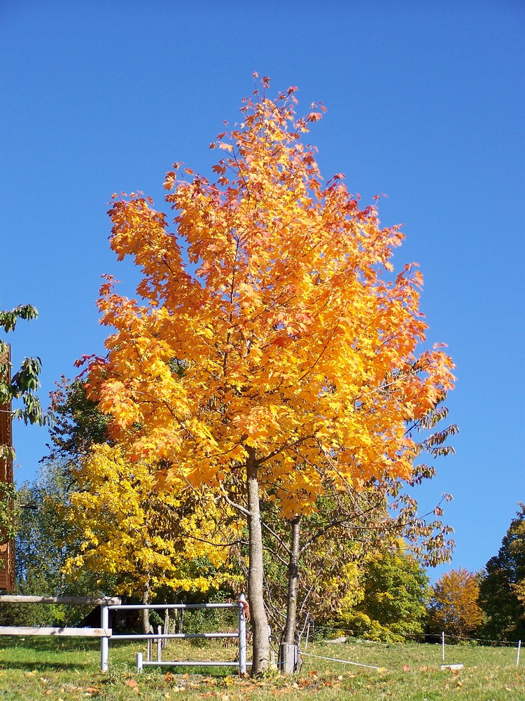 Herbstfarben