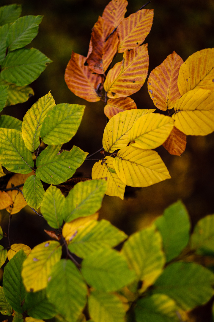 Herbstfarben