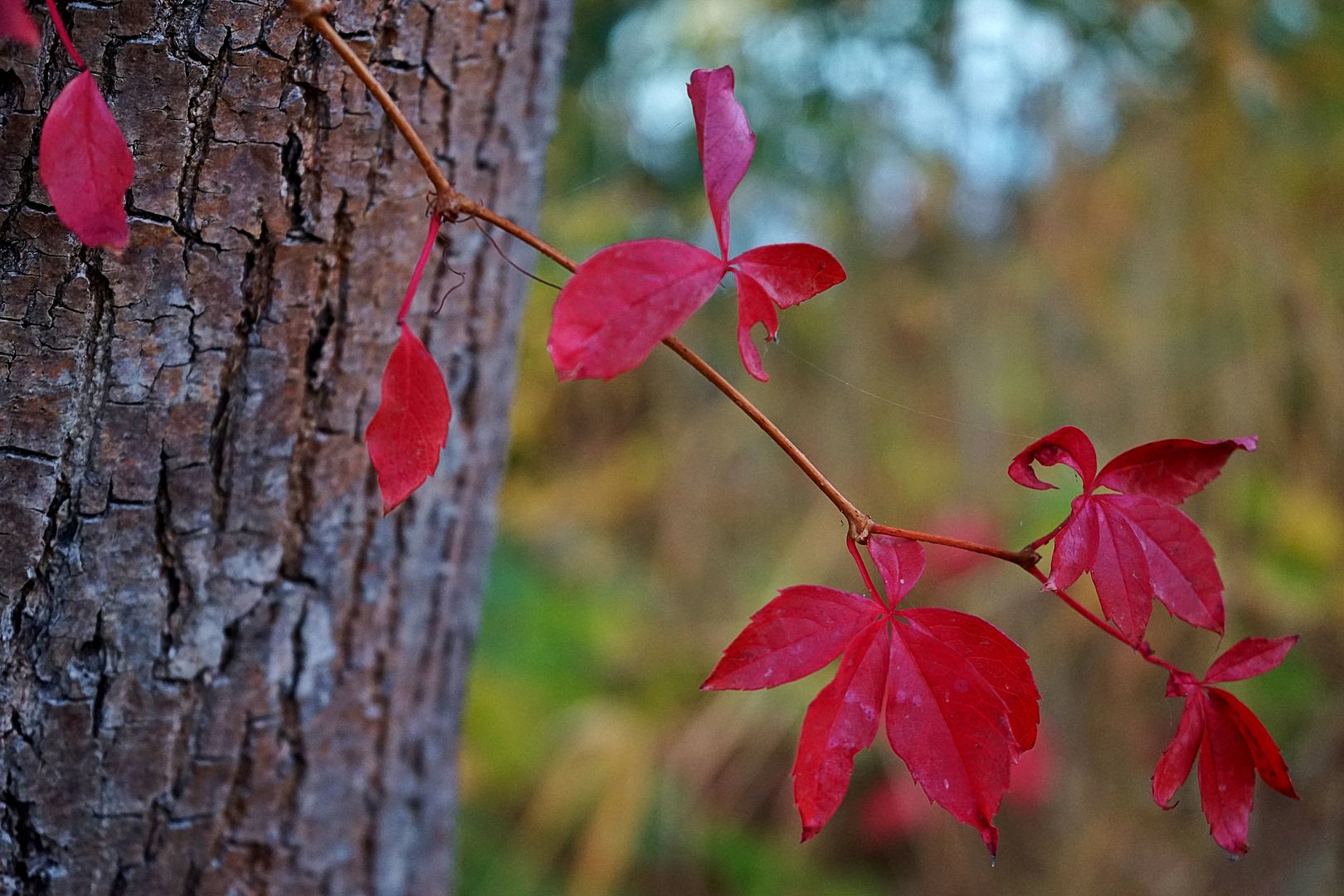 Herbstfarben