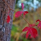 Herbstfarben