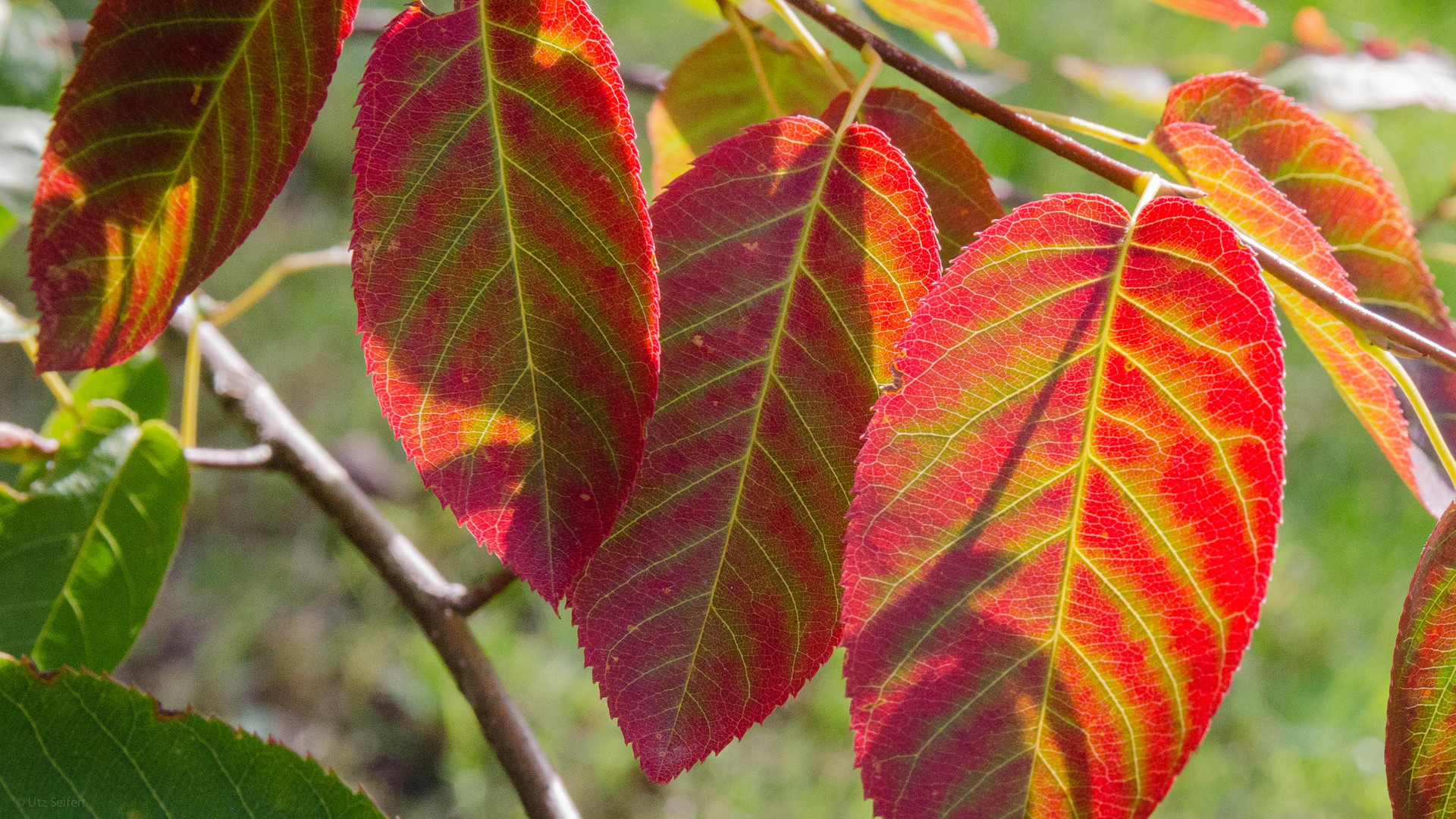 Herbstfarben