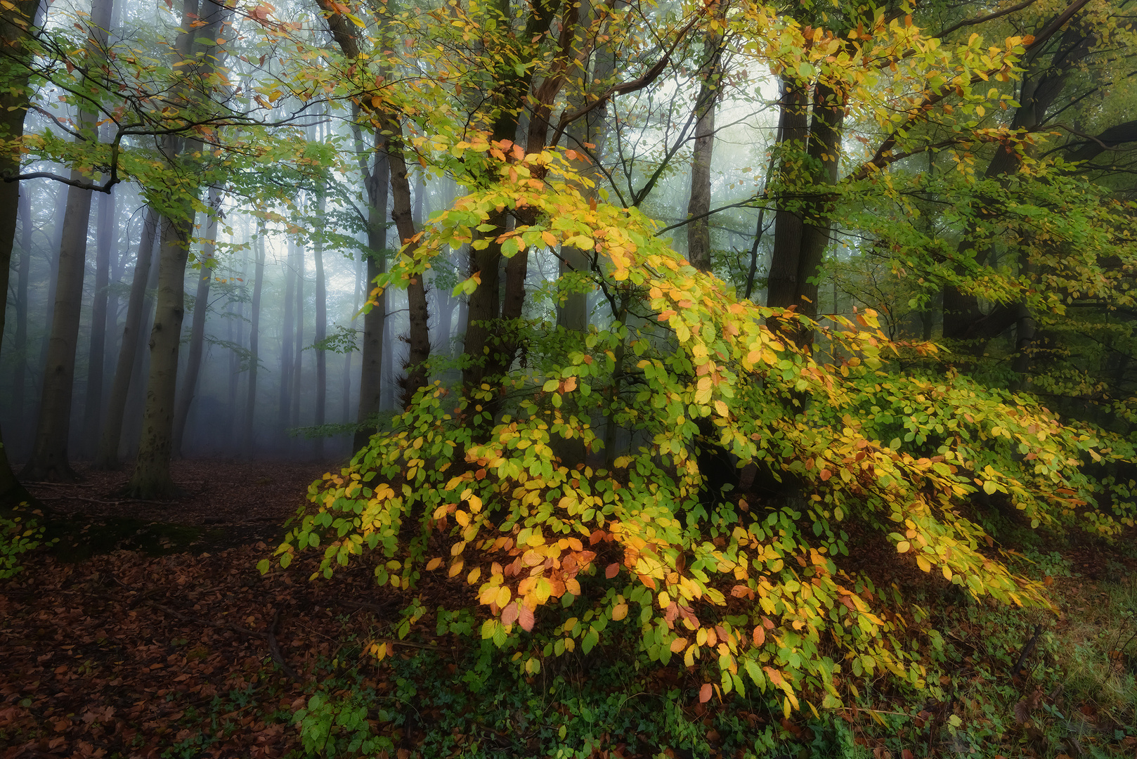 - Herbstfarben -