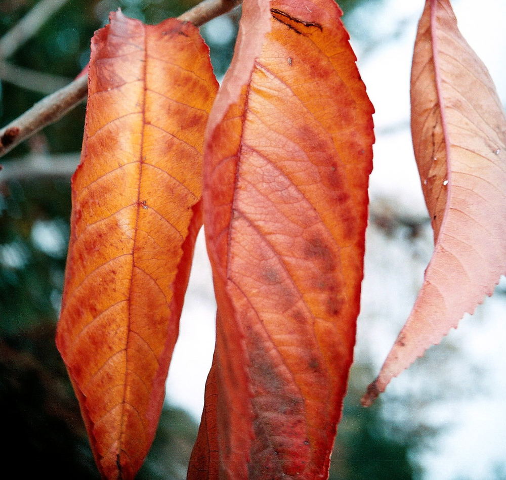 Herbstfarben....