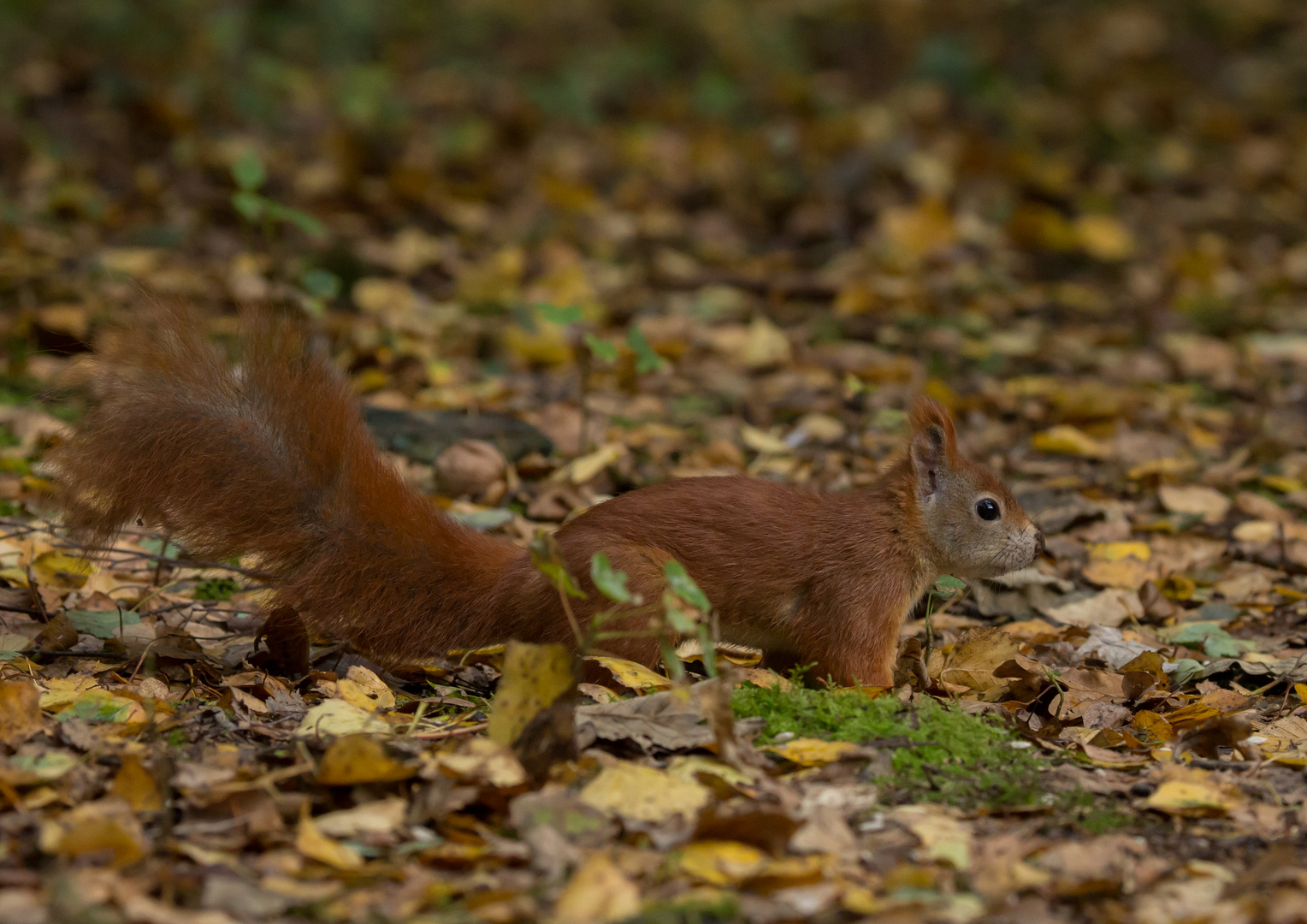 Herbstfarben...