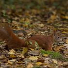 Herbstfarben...