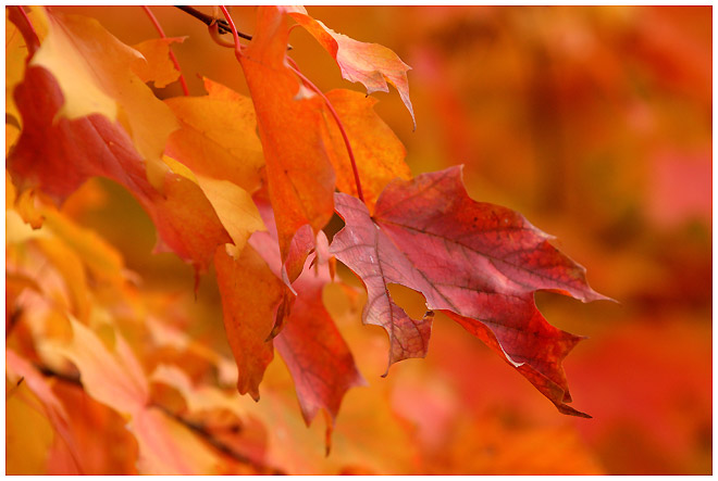 Herbstfarben