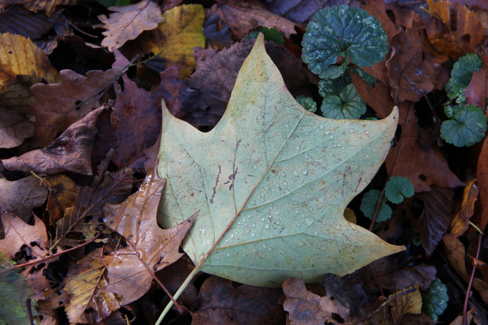 Herbstfarben...