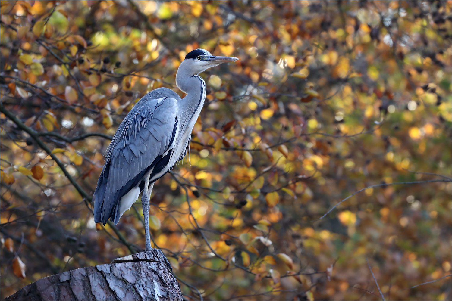 Herbstfarben...