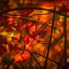 Herbstfarben