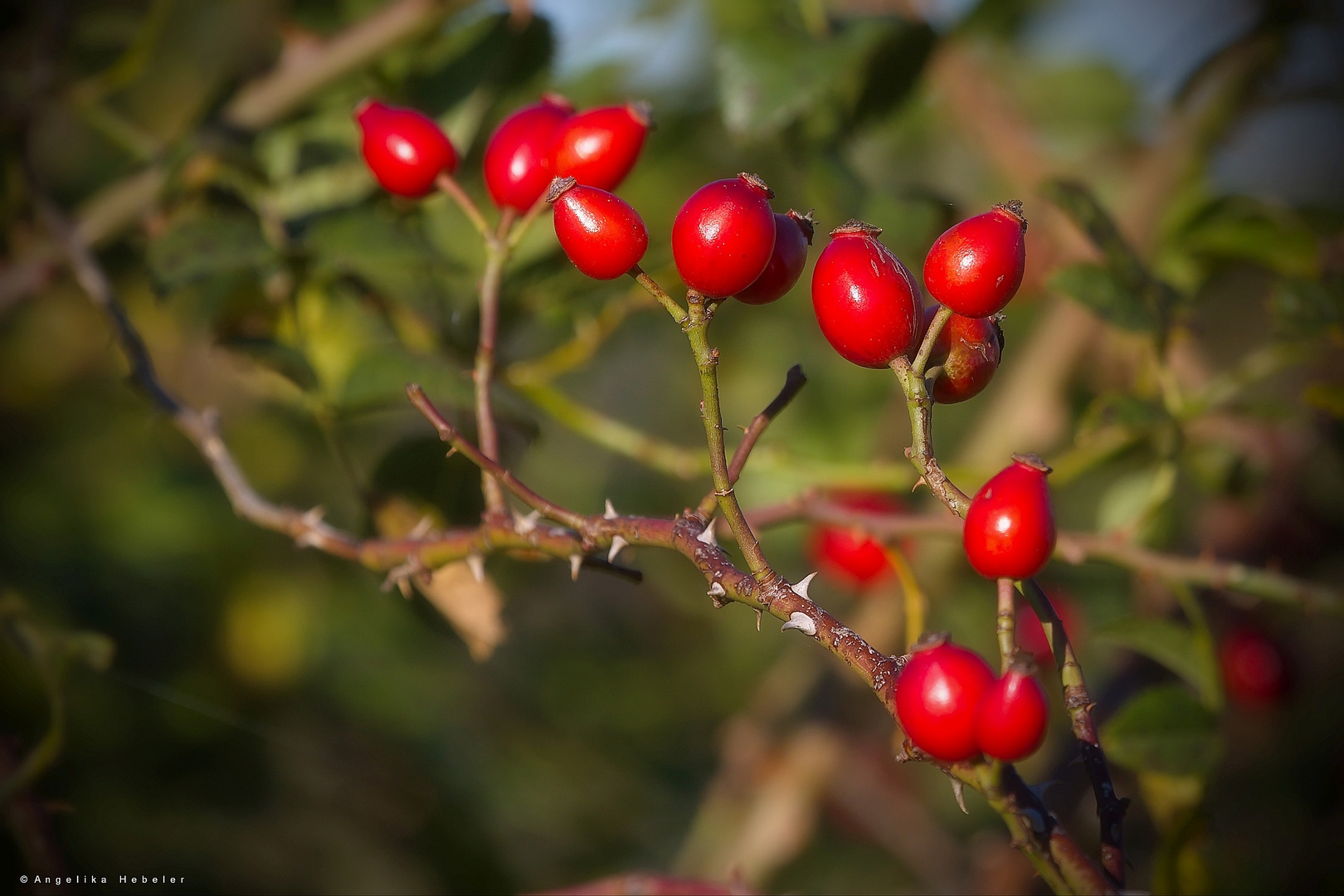 Herbstfarben