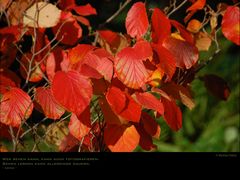 Herbstfarben