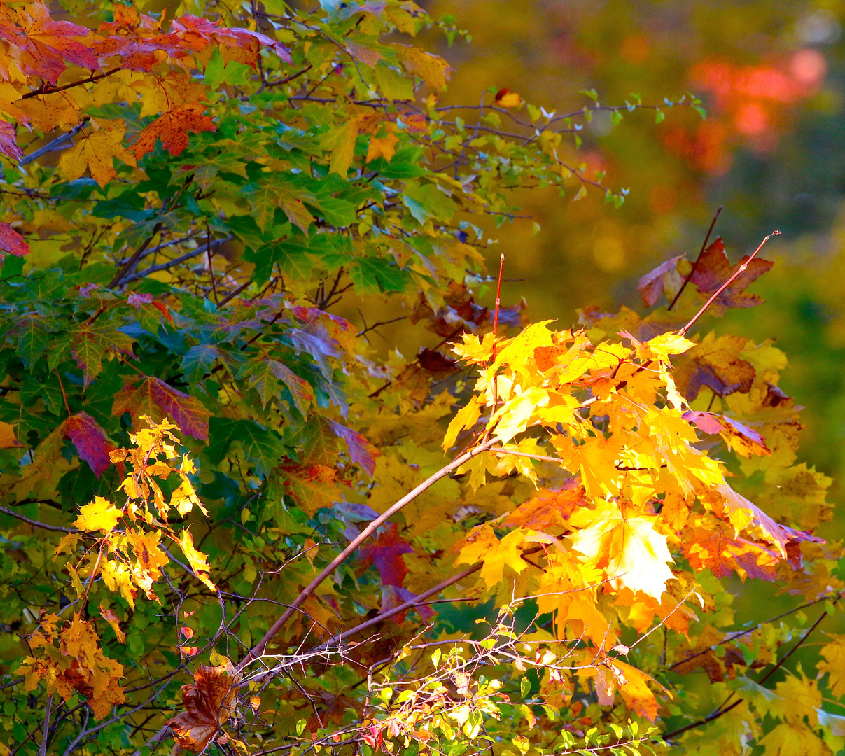 Herbstfarben