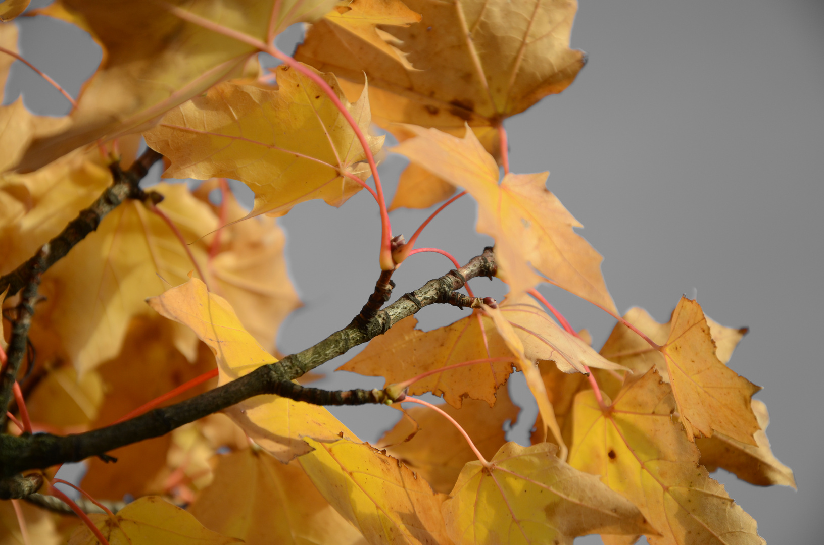 ..Herbstfarben..