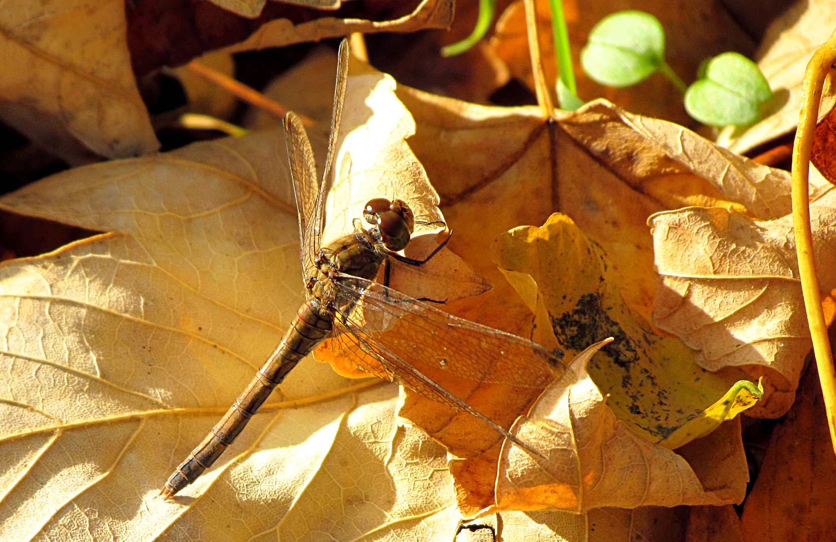 --- Herbstfarben --- (1)