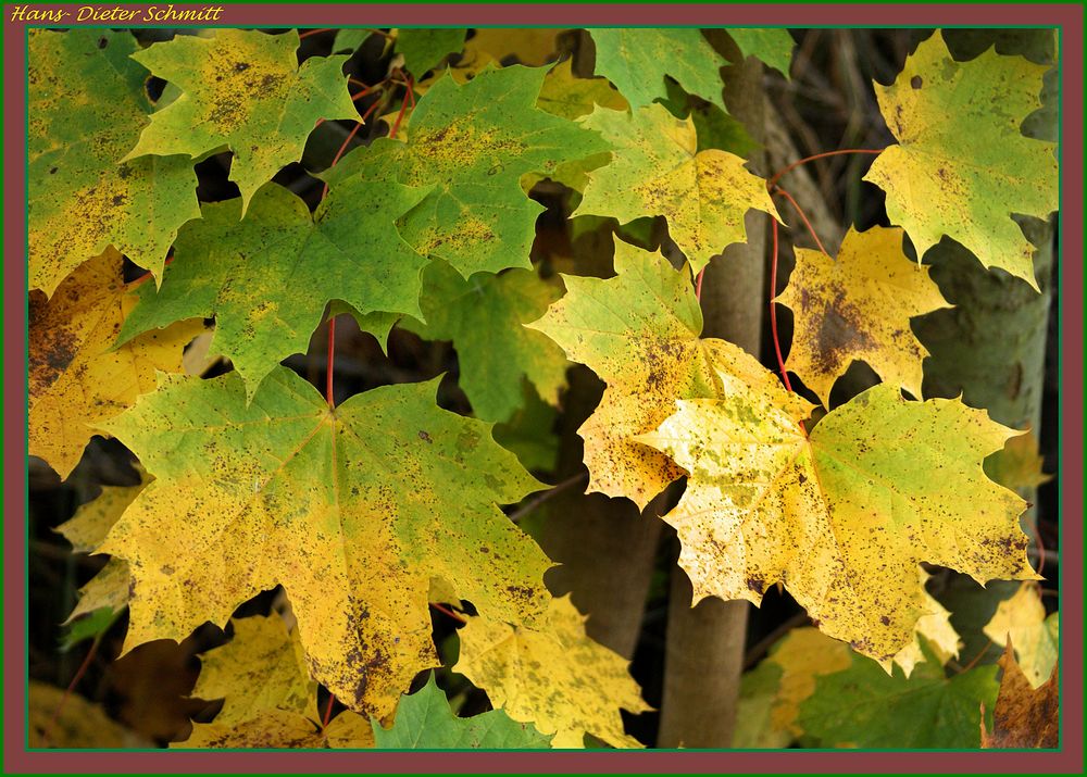 Herbstfarben 1