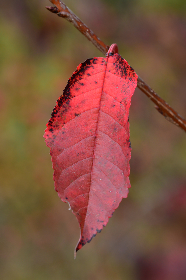 Herbstfarben 1