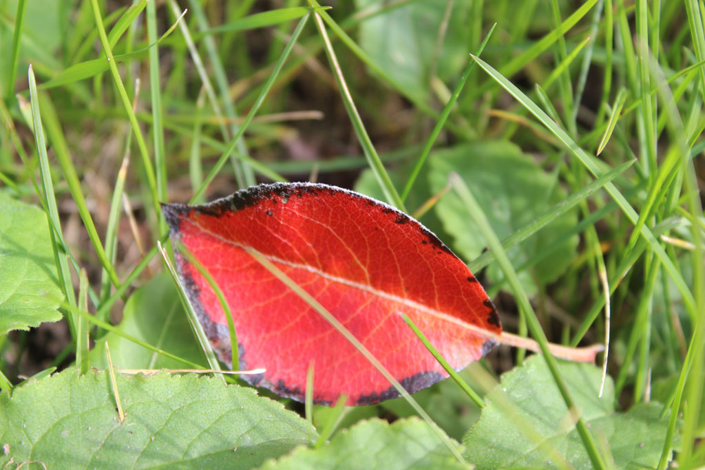 Herbstfarben 1