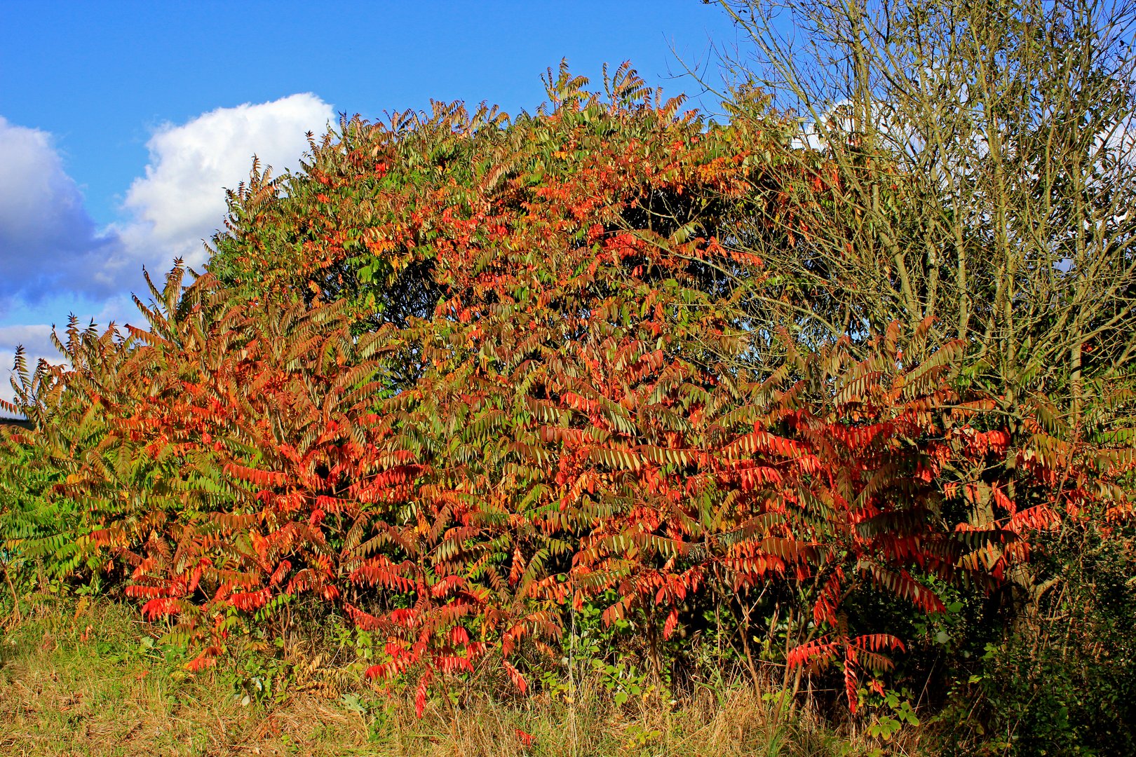 Herbstfarben 1