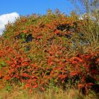 Herbstfarben 1