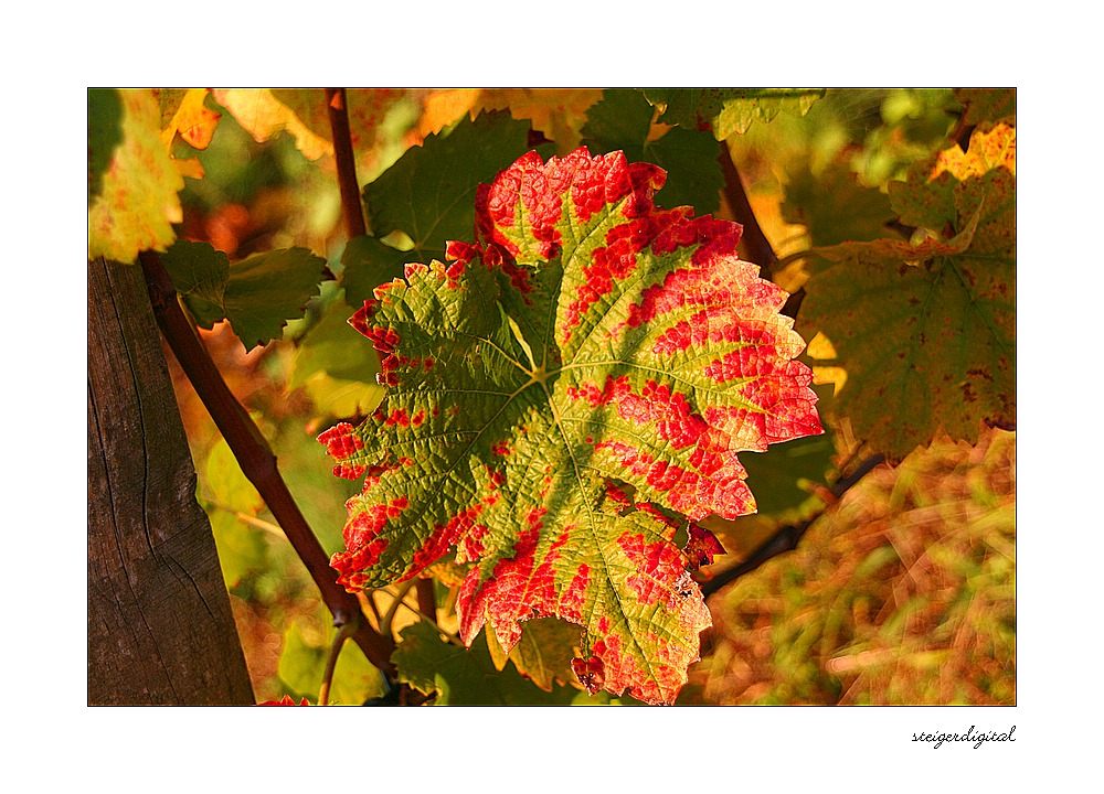 Herbstfarben #1