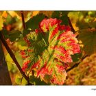 Herbstfarben #1