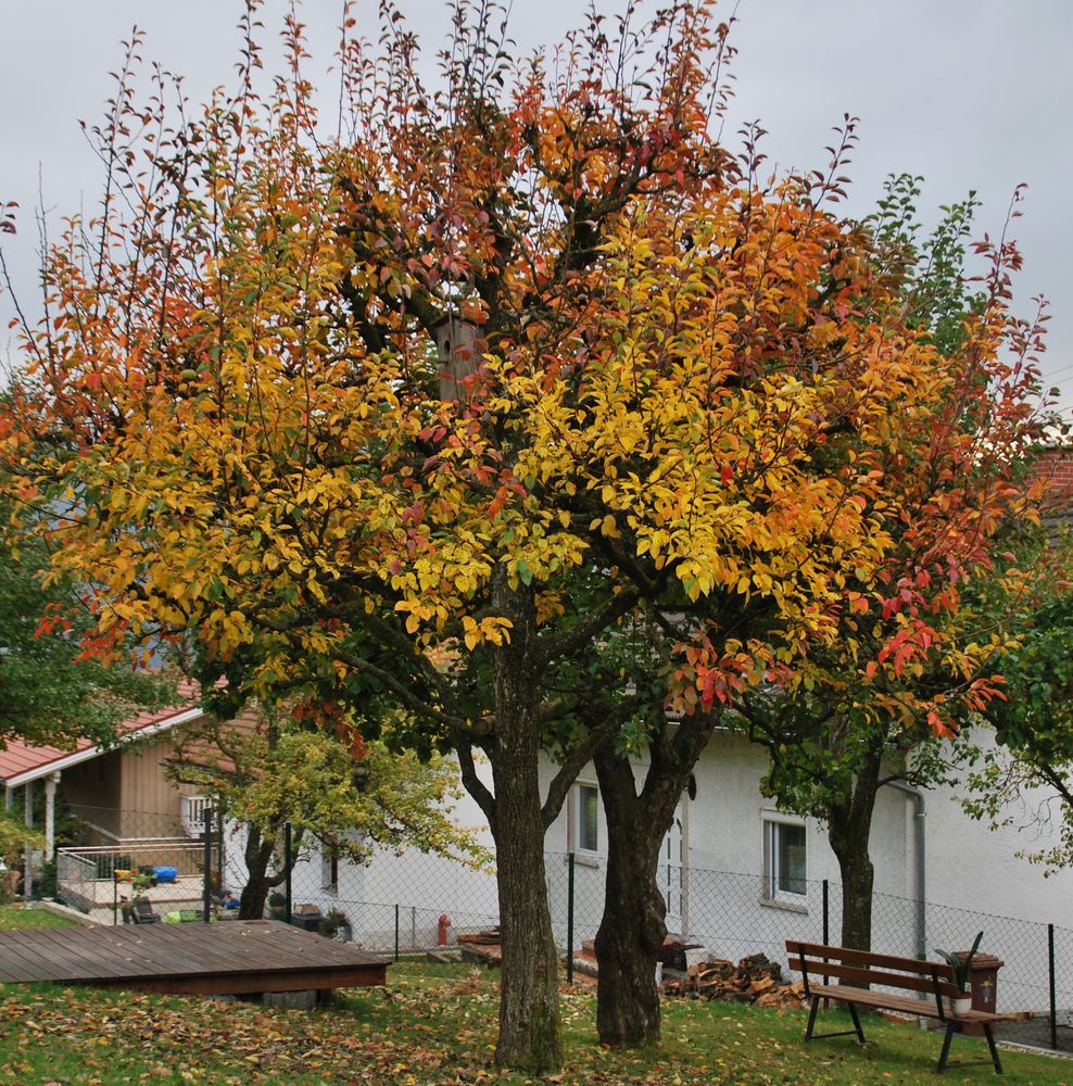 Herbstfarben 1