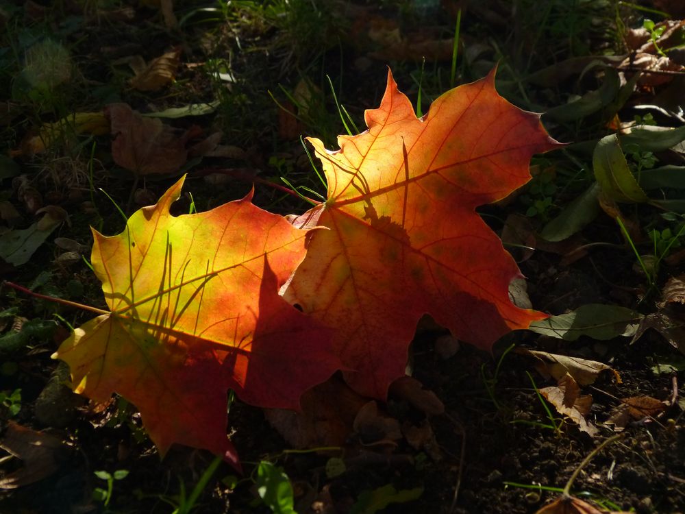 Herbstfarben (1)