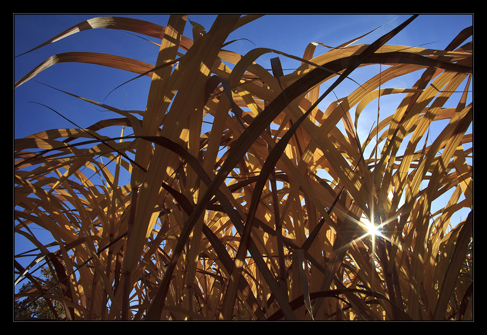 Herbstfarben 1