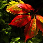 Herbstfarben 1