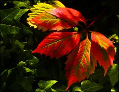 Herbstfarben 1