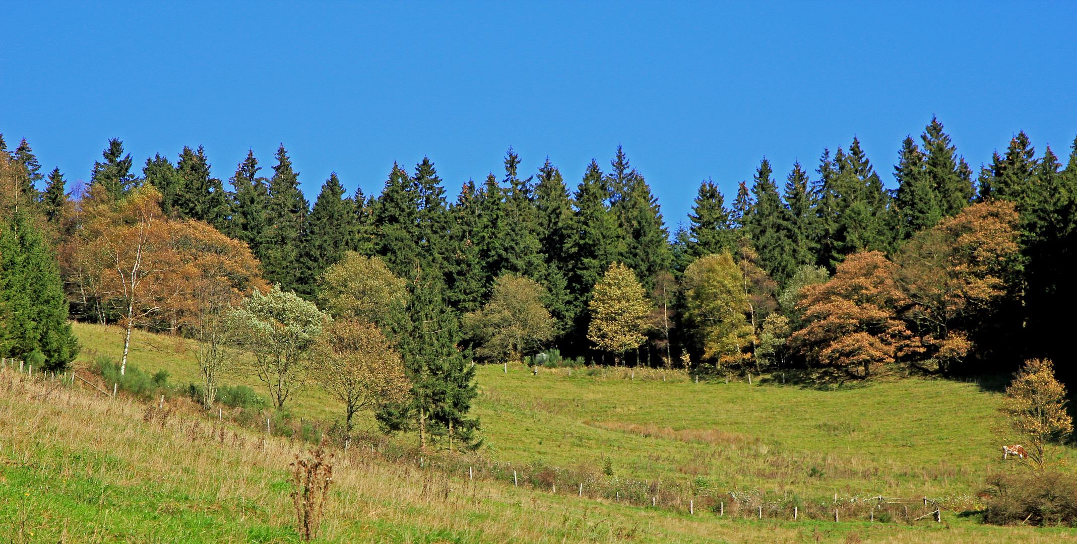 Herbstfarben 1 (aufgenommen bei Hilchenbach-Oberndorf)