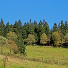 Herbstfarben 1 (aufgenommen bei Hilchenbach-Oberndorf)