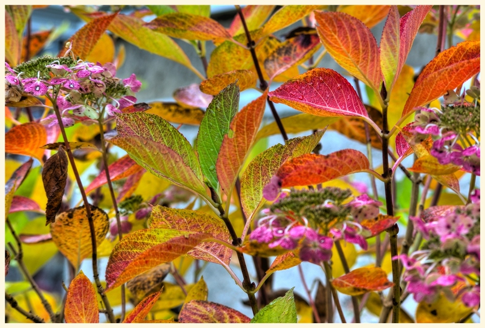 herbstfarben 1