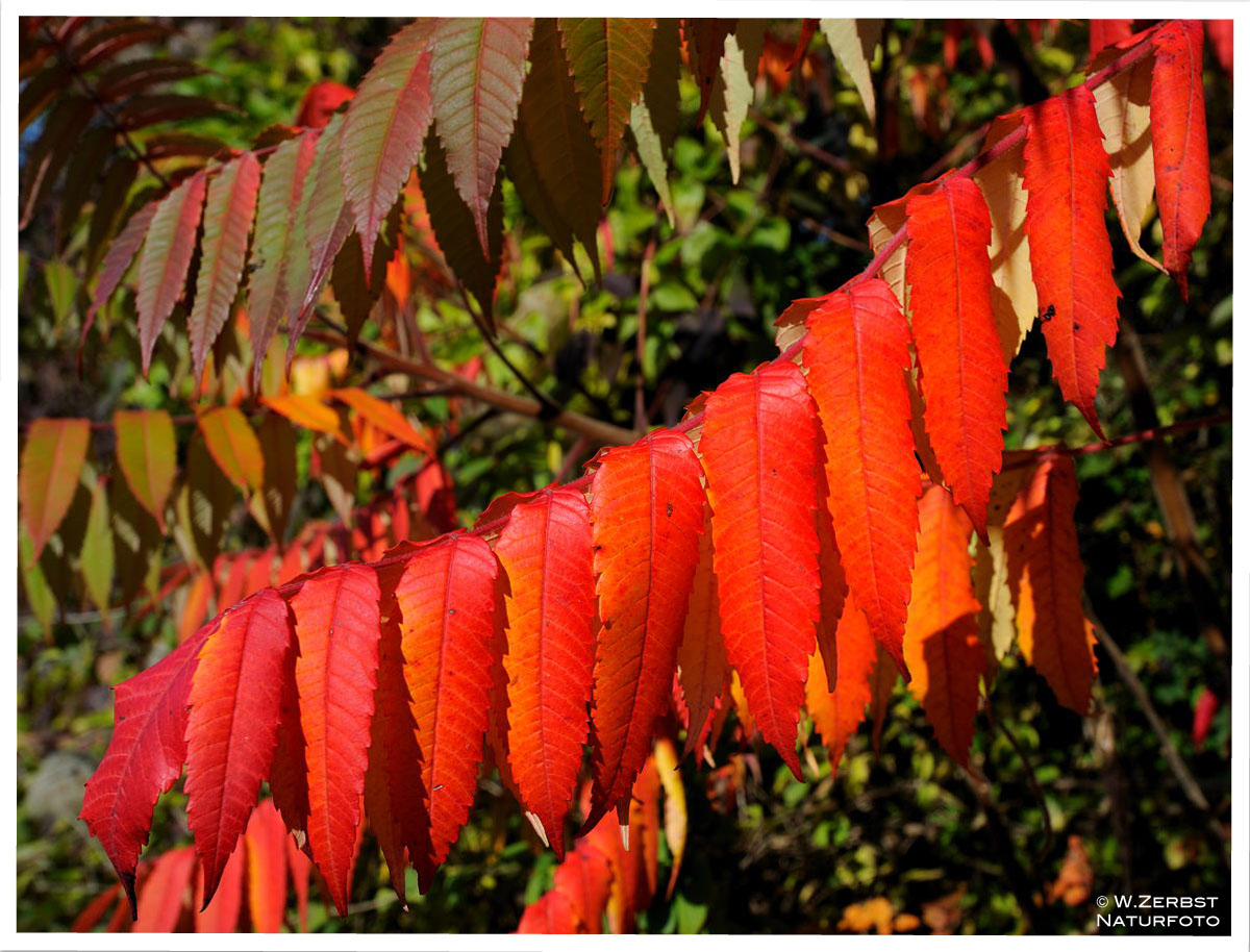 - Herbstfarben 1 -