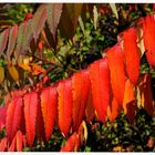 - Herbstfarben 1 -