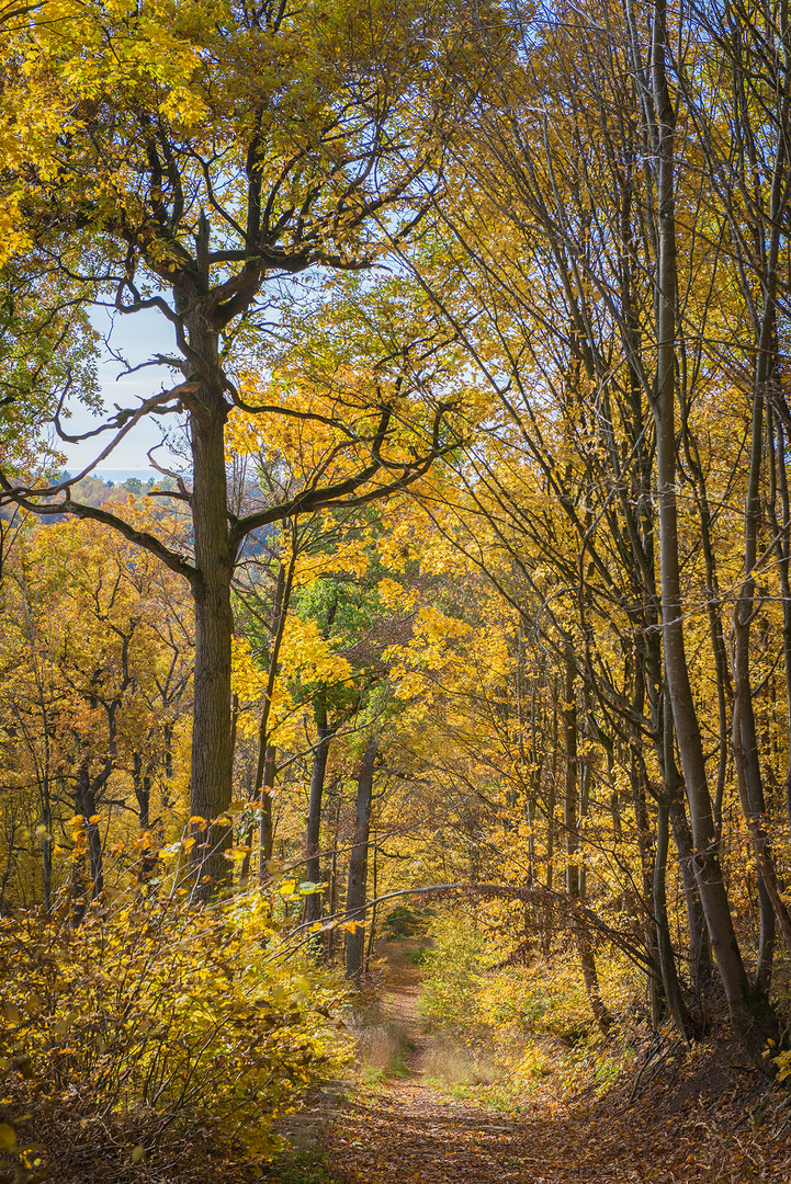 Herbstfarben 1